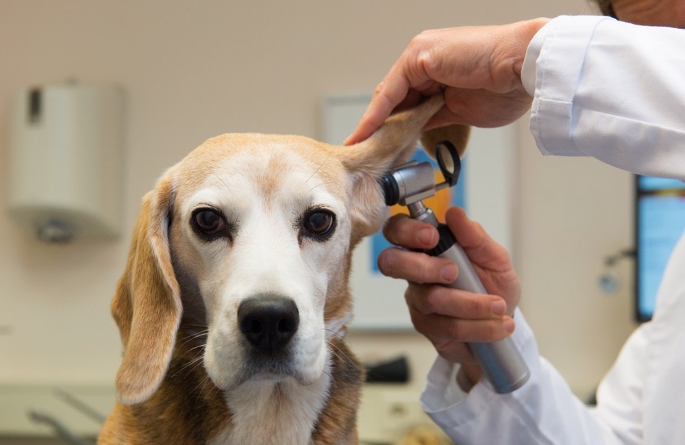 veterinario perro