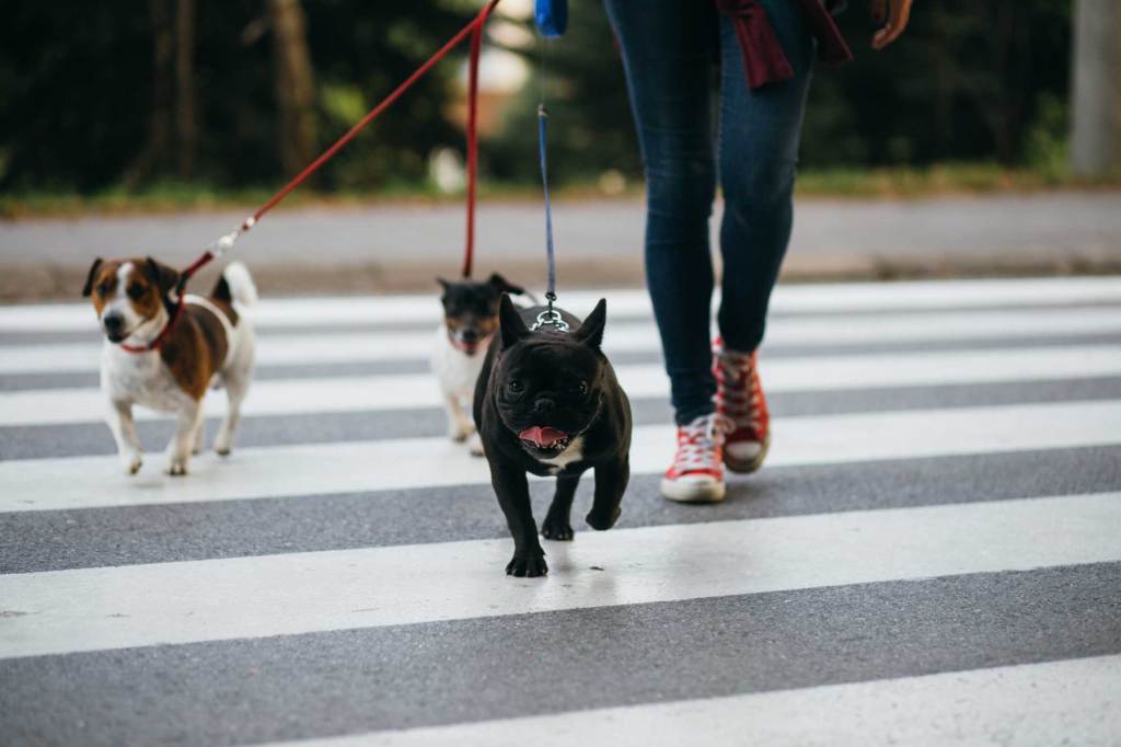 perros de paseo