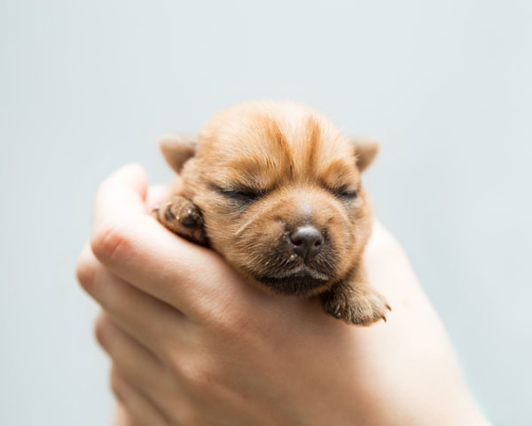 adopción cachorro