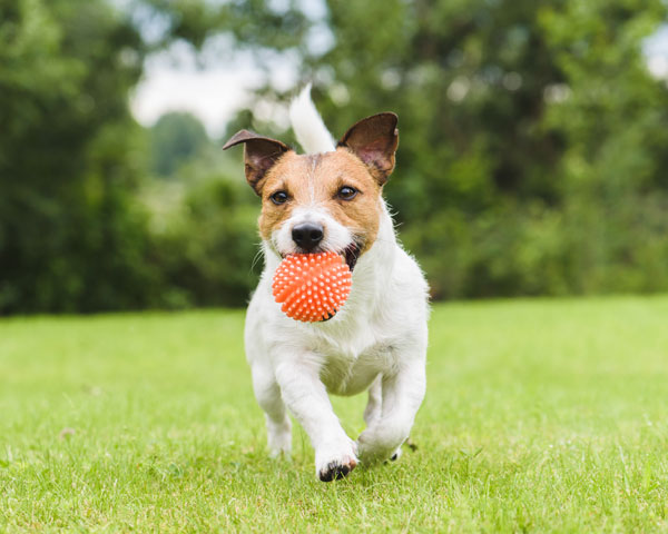 perro juego