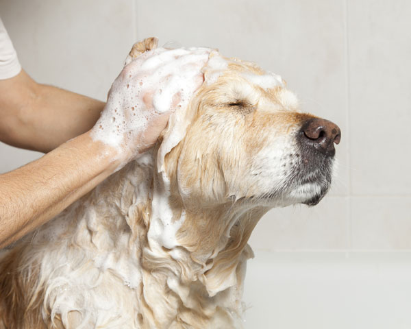 cuidar pelo perro