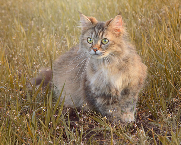 sarna gatos