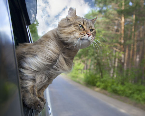 gato de viaje