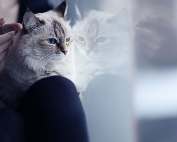 gato mira por la ventana