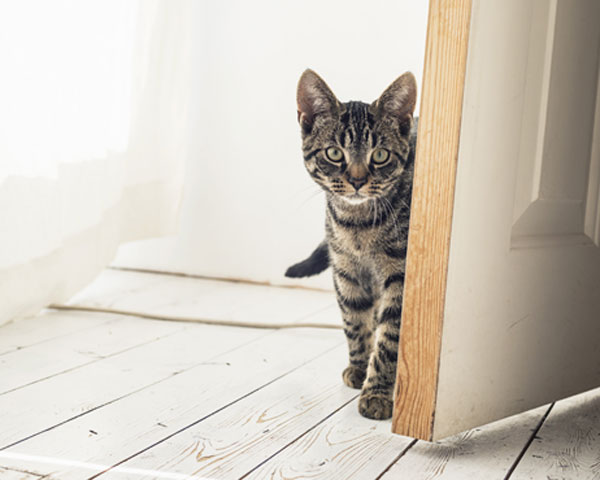 gato en una casa
