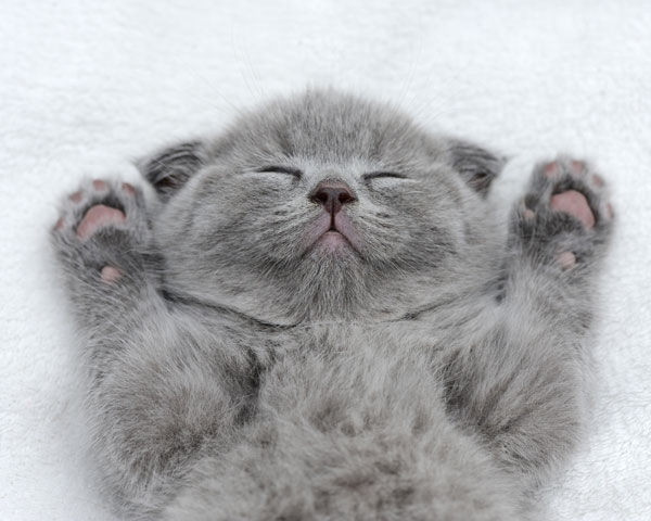 gato dormido