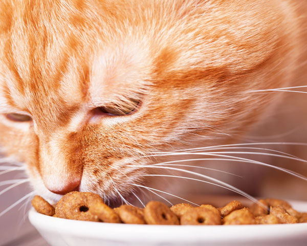 guía alimentación gatos