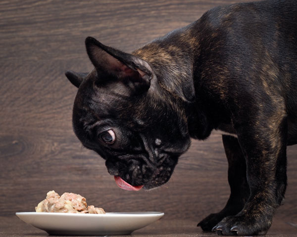 proteinas para perro que come