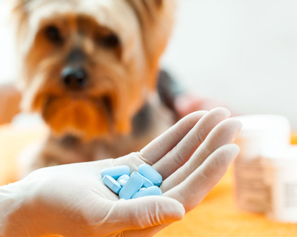 pastillas para perro