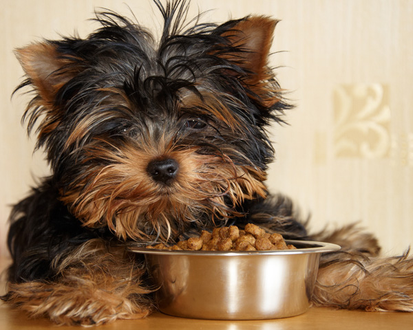 alimentos perro