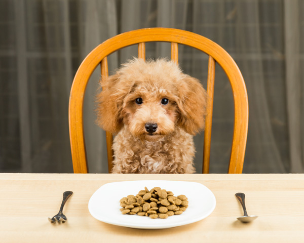 cachorro comiendo