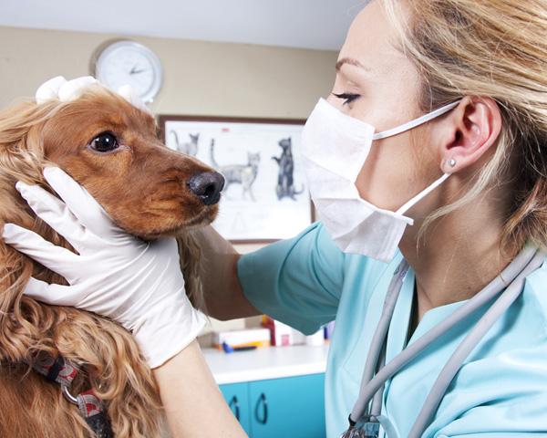 perro y mujer veterinaria