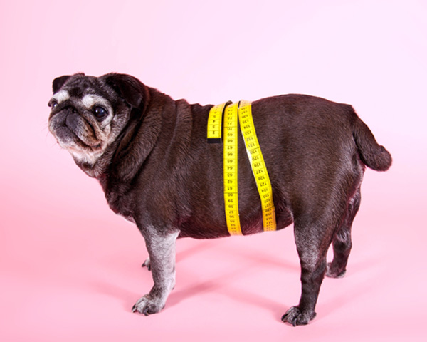 perro gordo