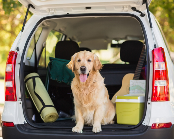 viajar con labrador