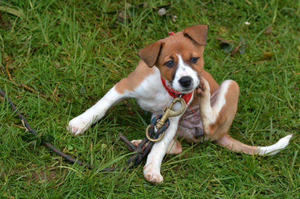 pulgas en perro que se rasca