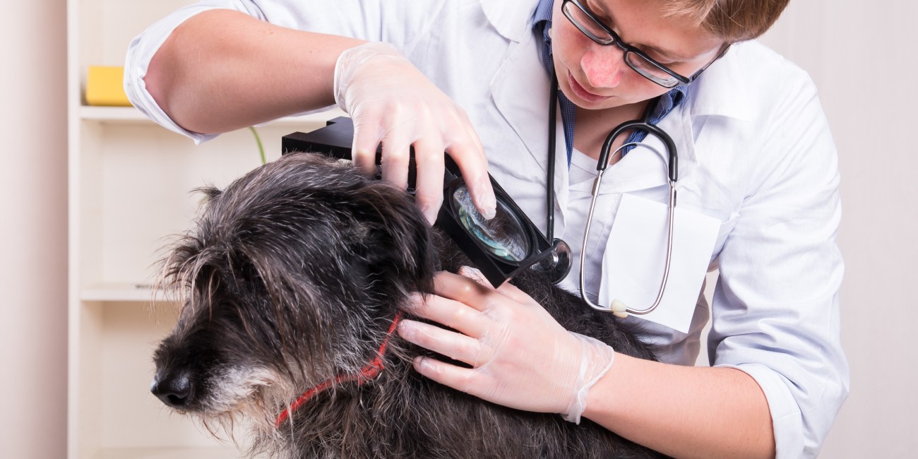 corte de pelo perros