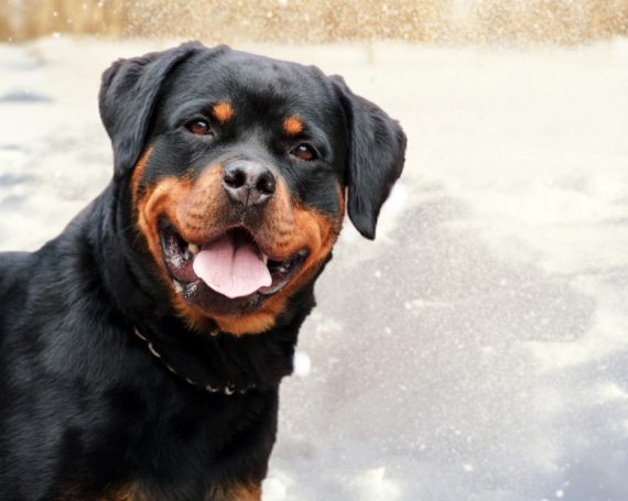 Rottweiler