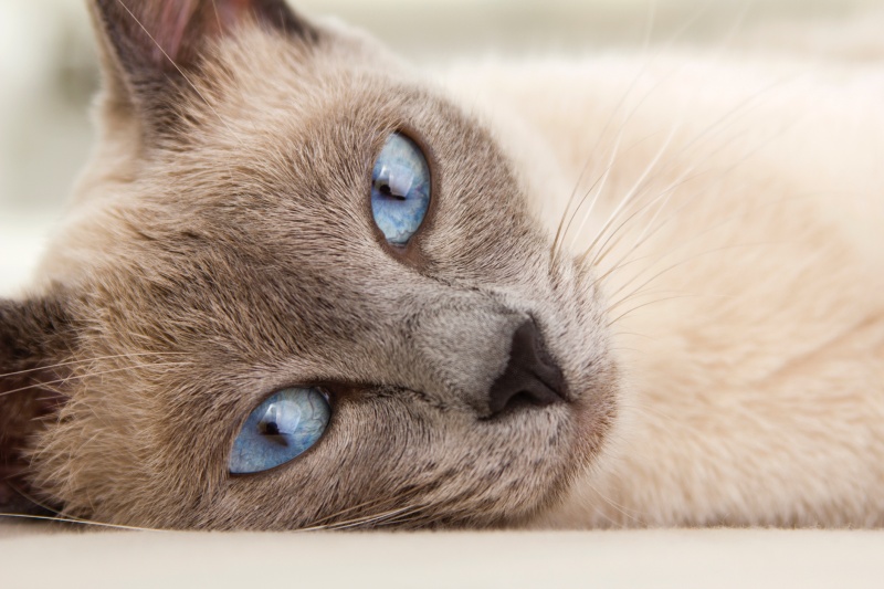 gato siamés ojos azules