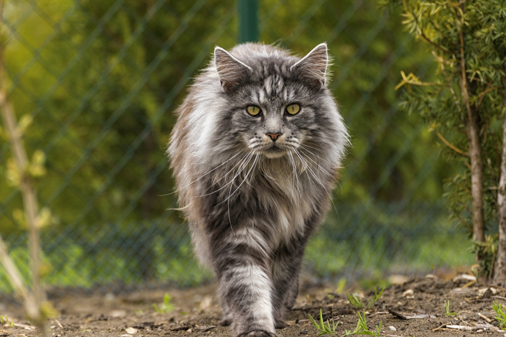 Maine Coon pasea
