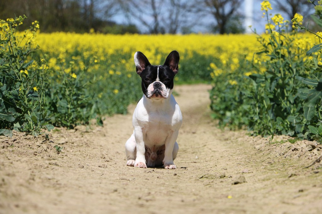 Bulldog Francés en la hierba