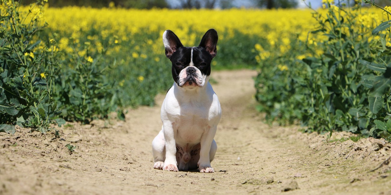 perros naturaleza