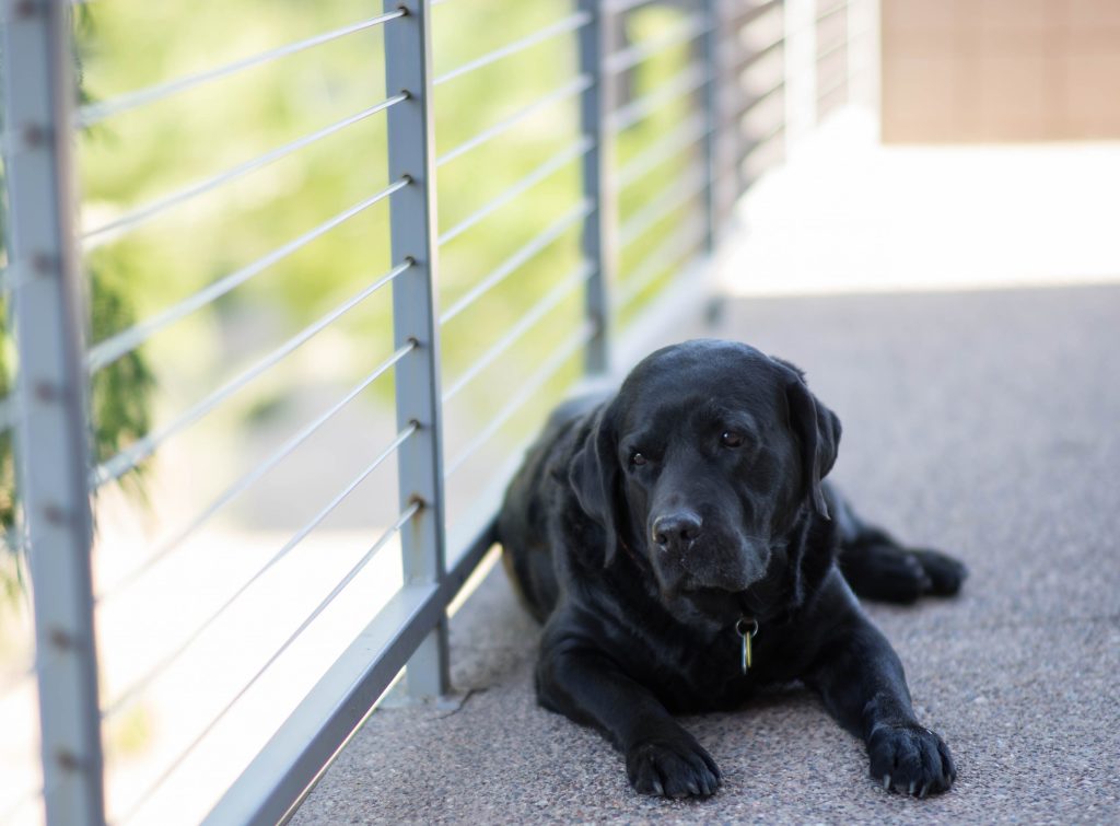 residencia para perro negro