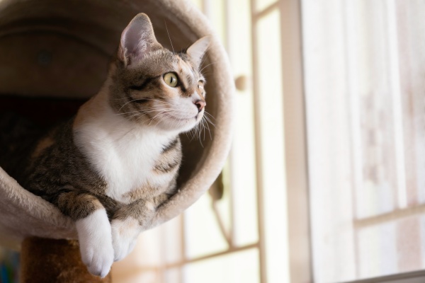 gato ilusionado