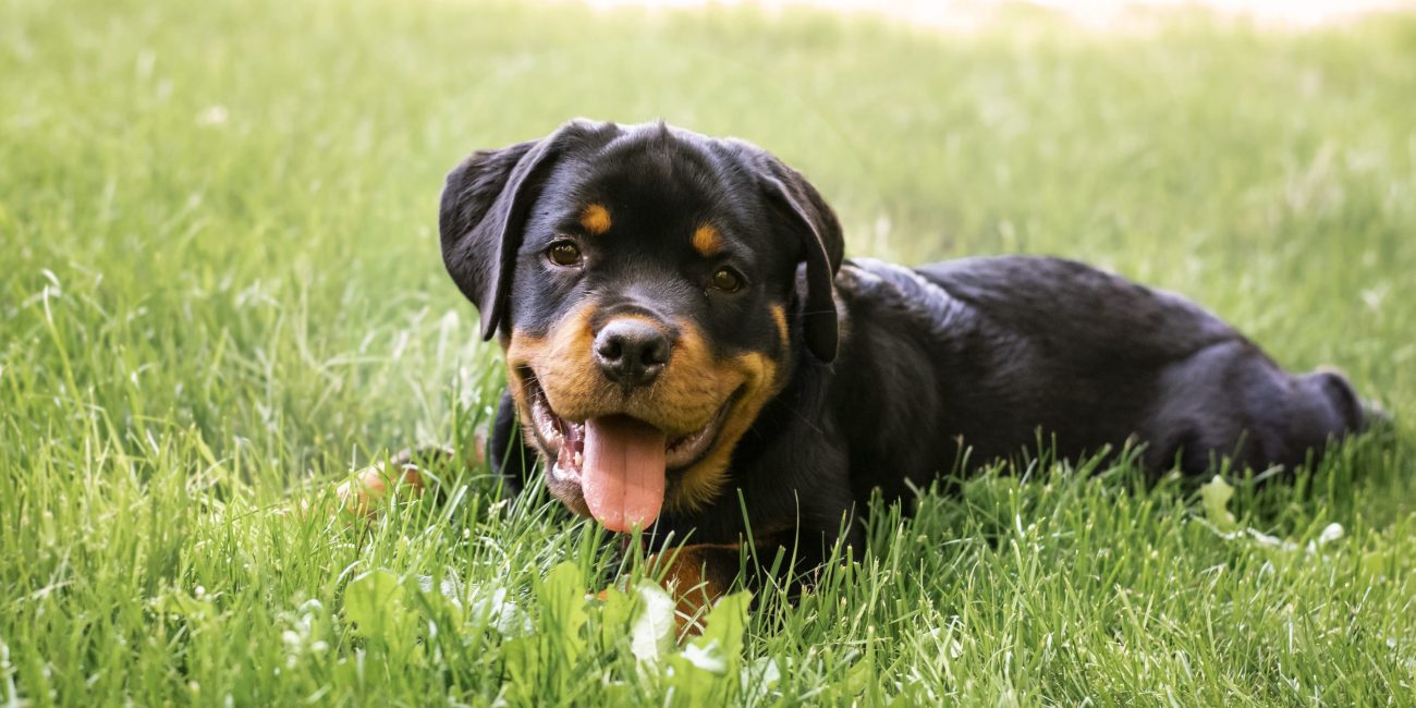 perro parque