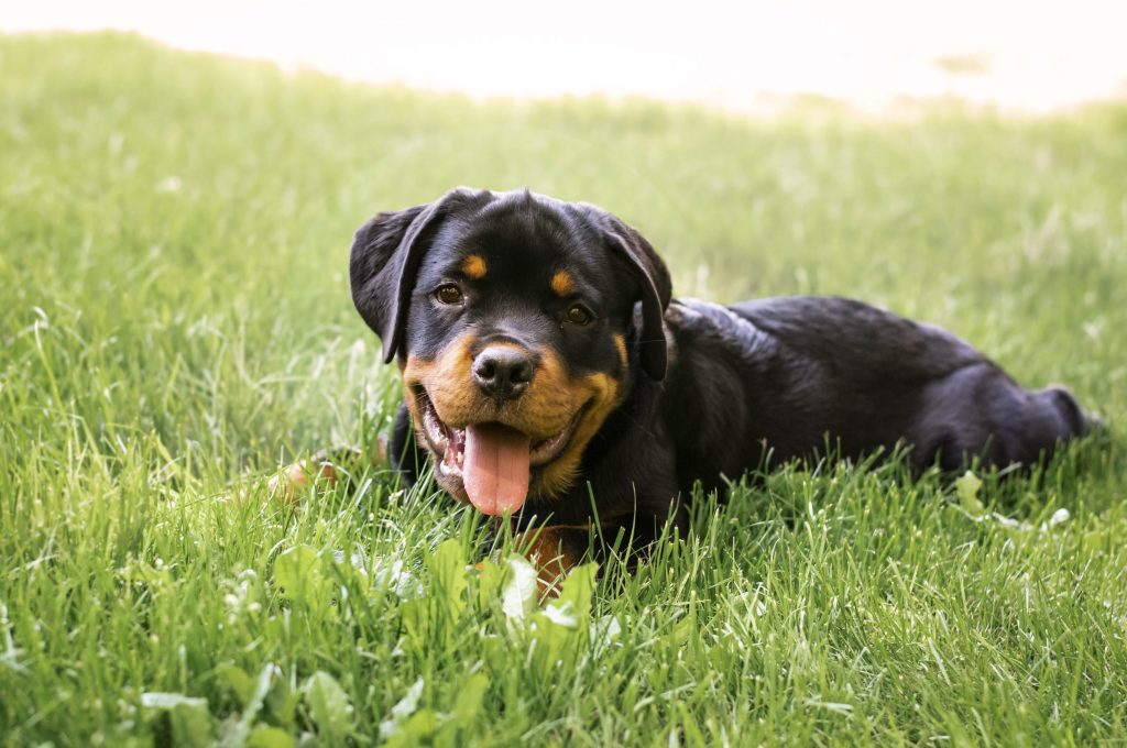 Rottweiler en la hierba