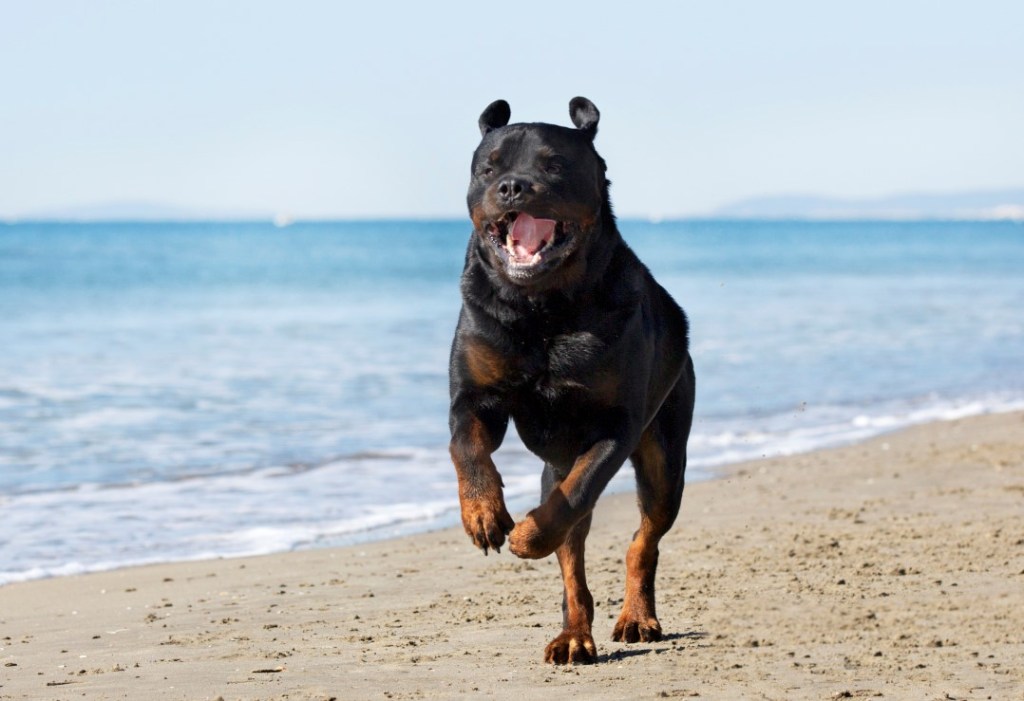 Rottweiler en la playa