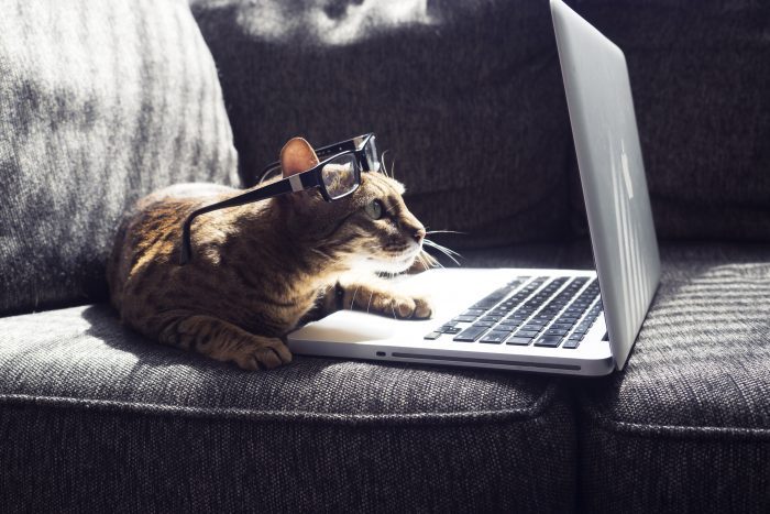 gato mira ordenador con gafas
