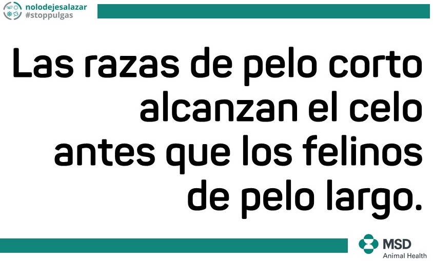raza gato pelo corto