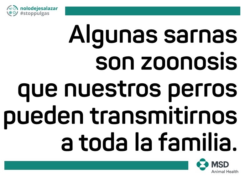 sarna canina perro consejos