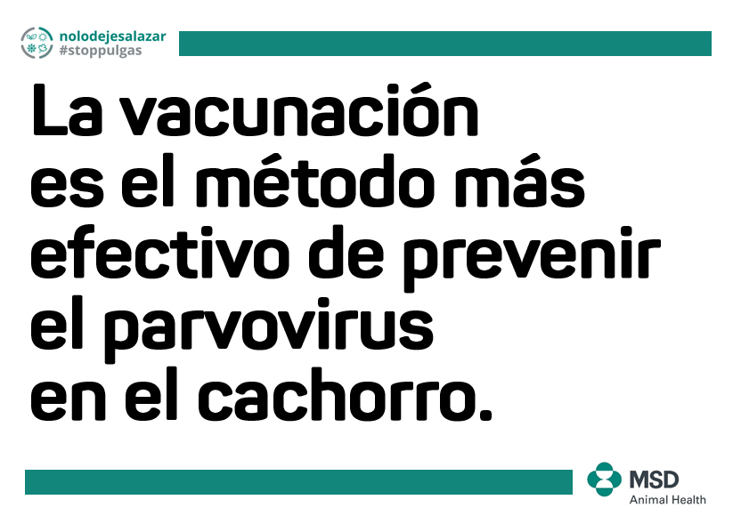 prevención parvovirus