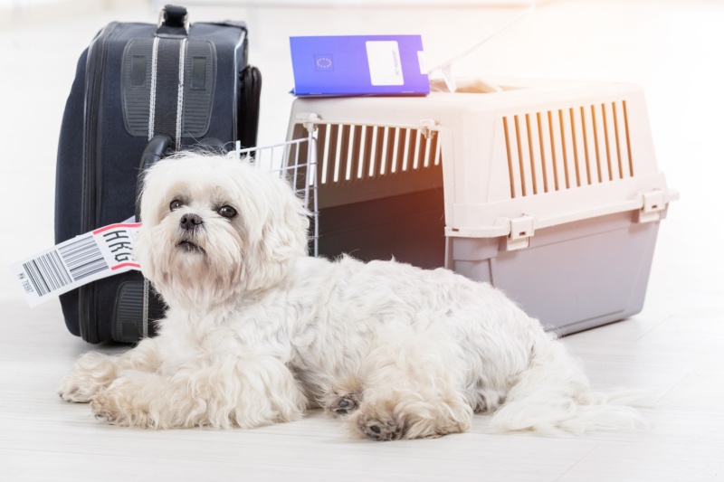 transportines perro blanco