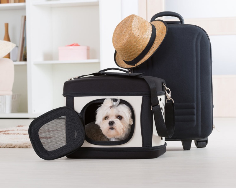 transportines perro de viaje