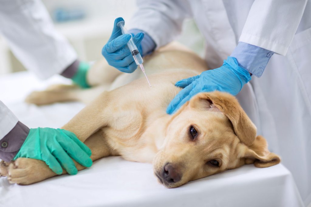 vacuna y perro