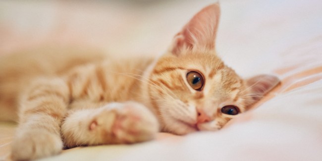 primavera gatos