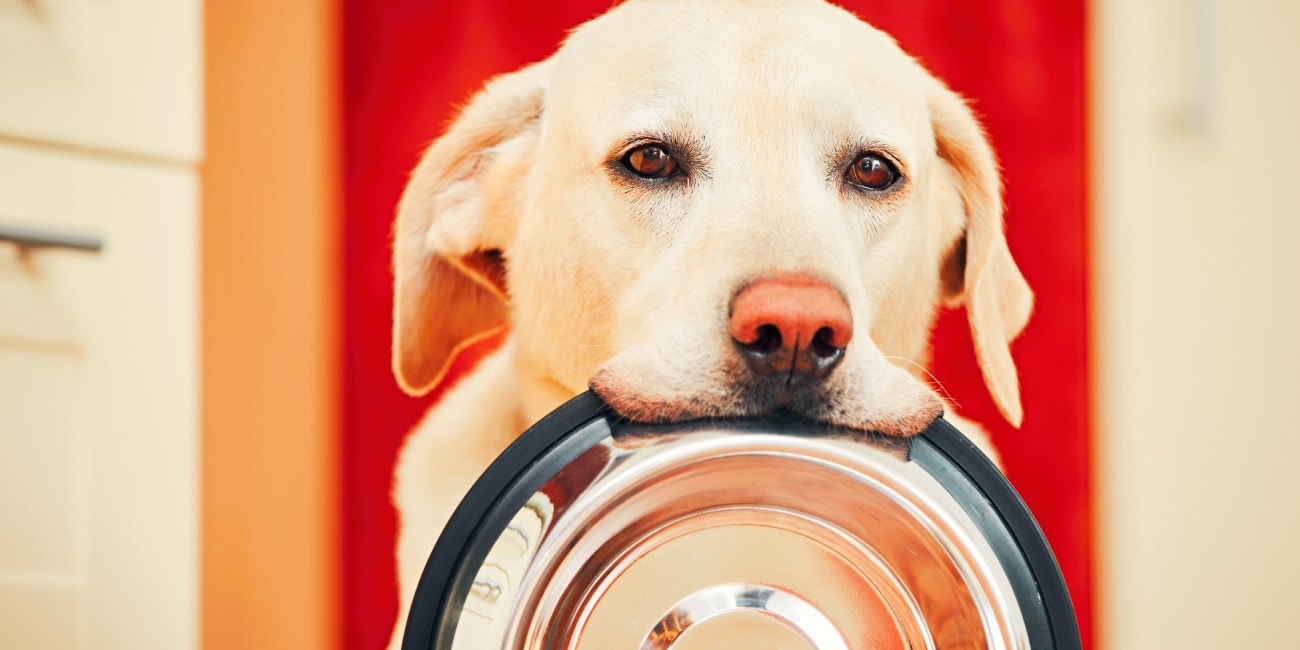 comida perro