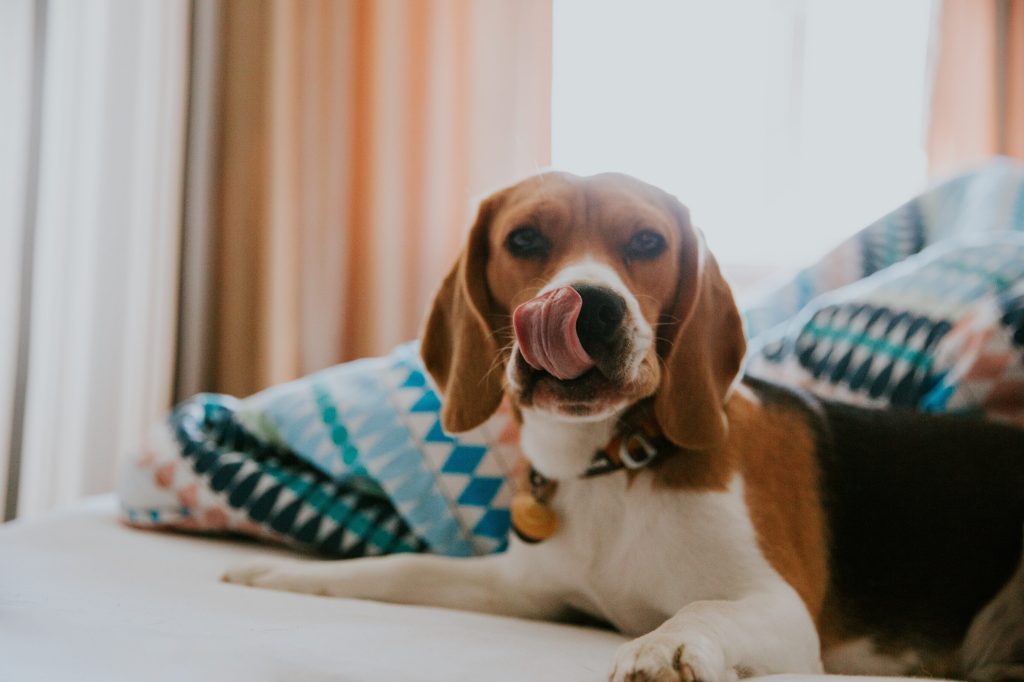 perro sacando la lengua
