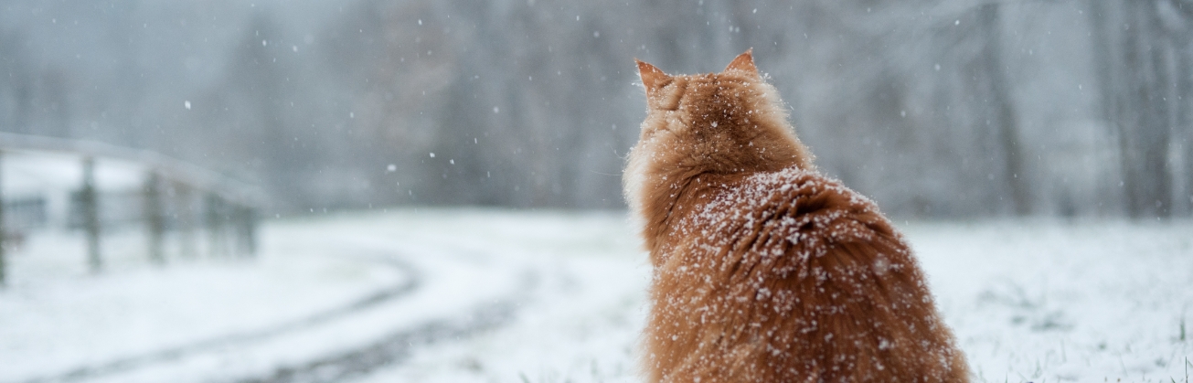 cuidados de mascotas en inverno-