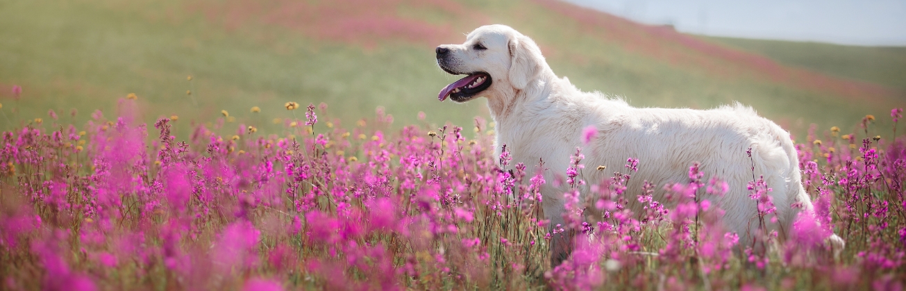 cuidados de mascotas en primavera