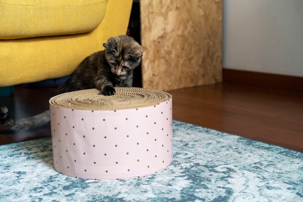 racador para tu gato
