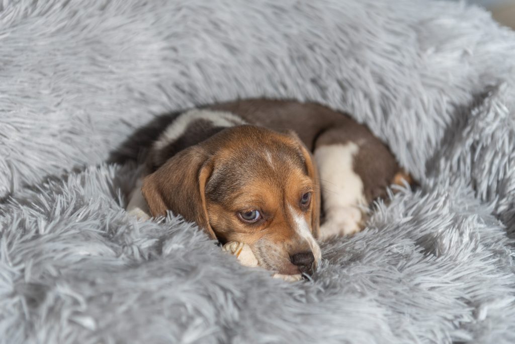 perro acurrucado