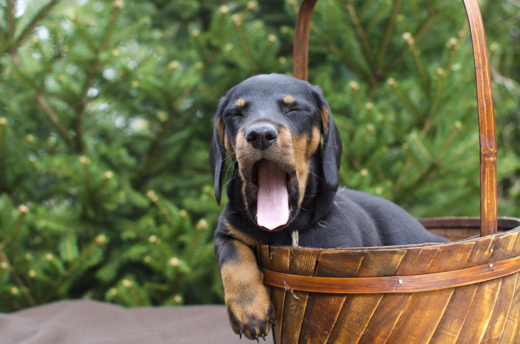 perro bostezando