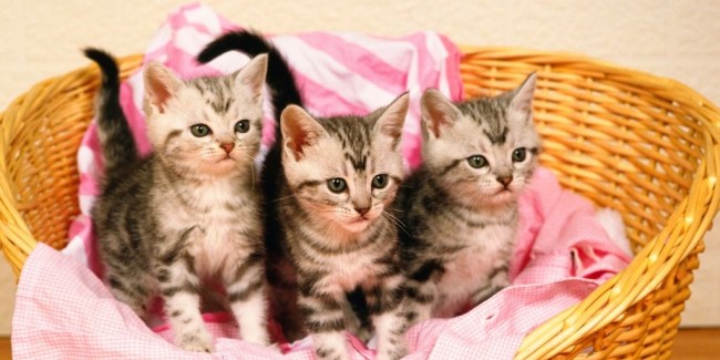calendario felino