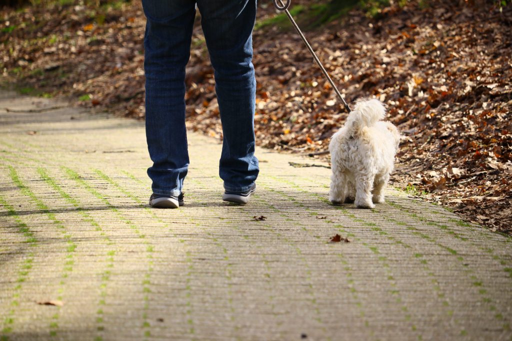 perro y dueño paseando