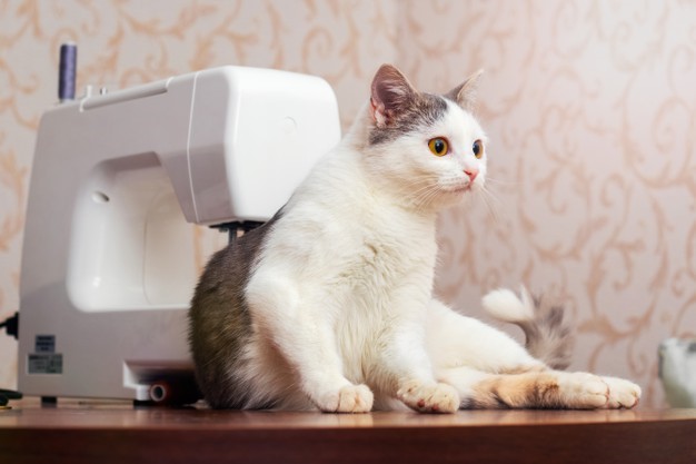 gato pez
