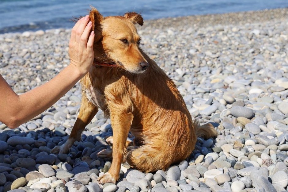 playas caninas