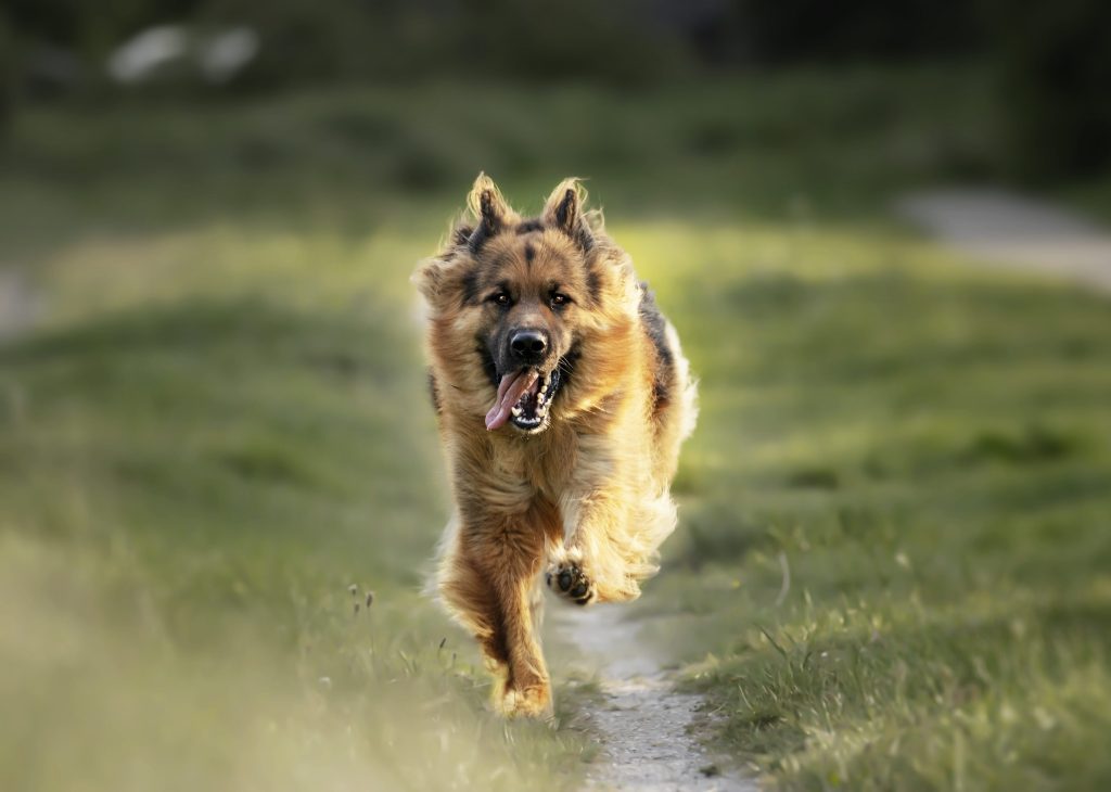 perro corriendo
